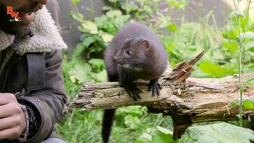 Nippy Little Mink!