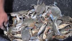 CLEAN : Invasive blue crabs pinch pockets of Albanian fishermen News Clip