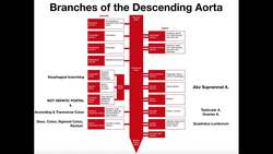 Branching of the Abdominal Aorta Instructional Video