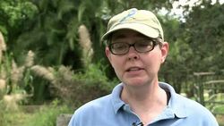 CLEAN : Burmese pythons swarm South Florida News Clip