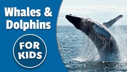 Whales and Dolphins For Kids | Bedtime History Instructional Video