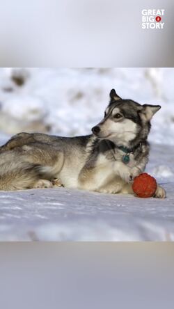 TC Wait, a life dedicated to sled dogs Instructional Video