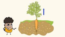 Exploring the Parts of Plants and the Magic of Growing Instructional Video