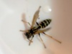 ¿Qué es un insecto?: recapitulando Instructional Video