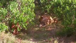lioness sleeping in savanna woods at africa Stock Footage