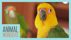 Meet And Greet: Ecuador the Jenday Conure Instructional Video