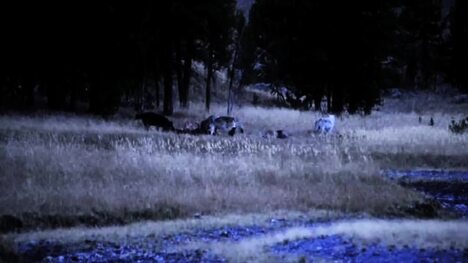 Wolves: Stages, Mating, and Family Dynamics