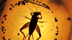 Insect Stock Footage