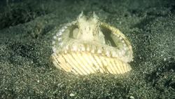 Octopuses: Adaptations, Behavior, and Reproduction Instructional Video