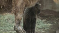 Why Wushi the Takin Is the Most Adorable Baby in the San Diego Zoo Instructional Video