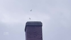 How many swifts can fit in a chimney? At least 2,400! News Clip