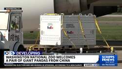 2 giant pandas arrive in D.C. after long journey from China News Clip
