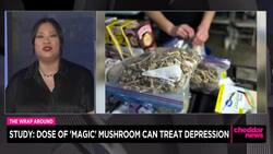 Study Shows Magic Mushrooms Can Treat Depression News Clip