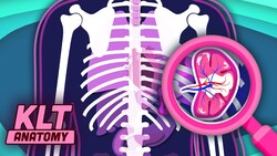 The Spleen Song! | KLT Anatomy Instructional Video
