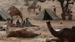 Pushkar Camel Fair, India Stock Footage