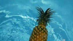 Pineapple Floating In blue Water In Swimming Pool. Healthy Raw Organic Food. Juicy Fruit. Vegetarian, Vegan Nutrition, Vitamins, Diet, summer holidays, vacation concepts. Exotic tropical background Stock Footage