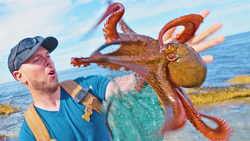 New Species of Octopus! (Incredibly Smart) Instructional Video