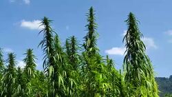 Cannabis Pflanzen Stock Footage