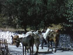 ON THE ROAD TO PANAGIA KERA, CRETE, GREECE, JUNE 1975 Stock Footage