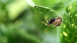 Slow Motion Spider Eating Fly Stock Footage