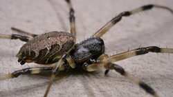 Spider Moves Slowly Stock Footage