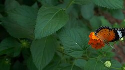 Butterfly Stock Footage