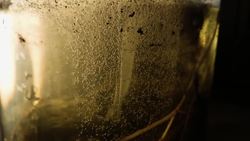 Stentors Single-Celled Giants Instructional Video