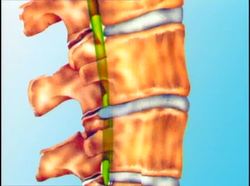 The Human Body Musculoskeletal - The Skeleton Instructional Video