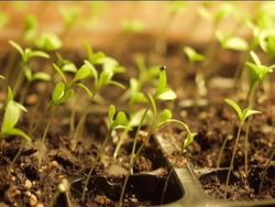 Needs of Living Things: What Are Living Things? Instructional Video