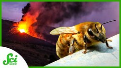 How Do Honey Bees Survive Natural Disasters? Instructional Video