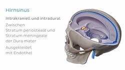 Sinus occipitalis Instructional Video