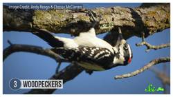 7 Animals with Really Wild Tongues Instructional Video