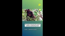 For The First Time Orangutan Recorded Treating Its Wound Just Like A Doctor News Clip