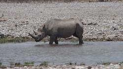 Incredible sighting of rare black rhino in the Etosha National Park, Namibia. Instructional Video