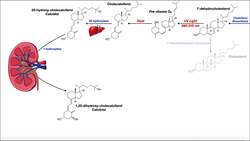 Chronic Kidney Disease EXPLAINED [Pathogenesis, Effects, & Staging] Instructional Video
