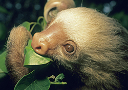 Nocturnal animals Instructional Video