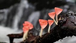 Champagne mushrooms in the waterfall background, Thailand Stock Footage