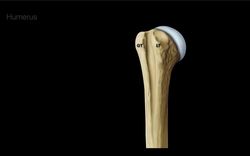 Humerus Instructional Video