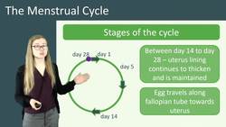 Understanding the Menstrual Cycle: Stages and Hormones Instructional Video