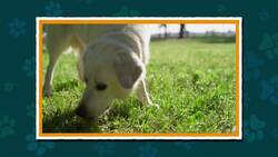 I WONDER - How Can Dogs Use Their Amazing Sense Of Smell? Instructional Video