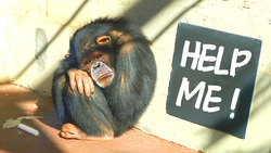 Recued from Testing Labs, These Chimps Need Help! Instructional Video