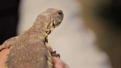 4 Care Tips for Uromastyx aka Spiny-Tailed Lizards Instructional Video