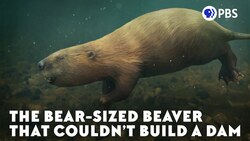 The Bear-Sized Beaver That Couldn’t Build A Dam Instructional Video