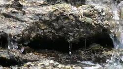 Crabs on the rock at the beach Stock Footage