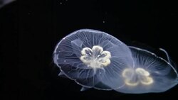 Group of Moon Jellyfish slow moving underwater. Stock Footage