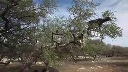 Goats graze in an argan tree Stock Footage