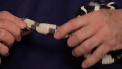 How to Take Care of a Corn Snake Instructional Video