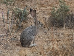 Verano: video de evaluación Instructional Video