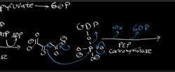 Gluconeogenesis Instructional Video