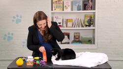 How to Train a Cat to Touch Your Hand Instructional Video